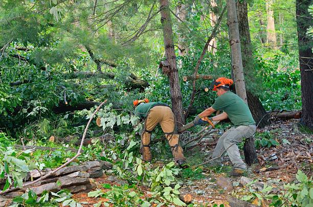 Dead Tree Removal in Slippery Rock University, PA